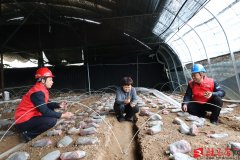 <b>给种植户带来不成估量</b>